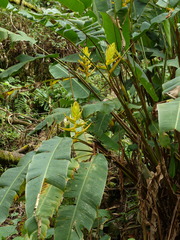 Heliconia lankesteri