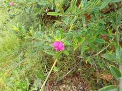 Podalyria buxifolia