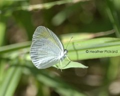 Eurema priddyi