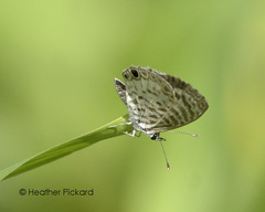 Leptotes cassius