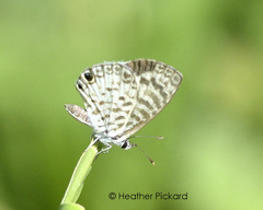 Leptotes cassius