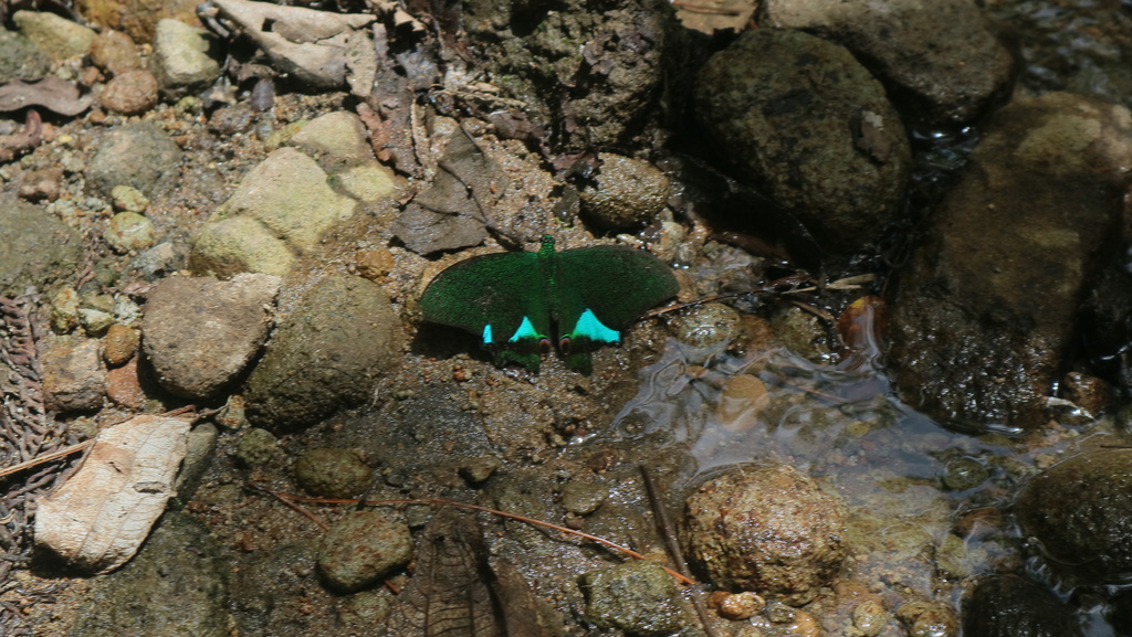 Mimoides ariarathes (Mimoides ariarathes)