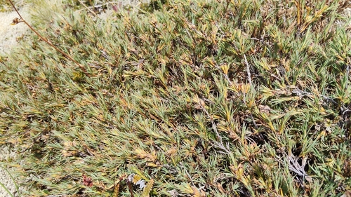 Dracophyllum kirkii, photograph 1