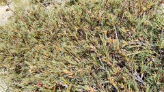 Dracophyllum kirkii, photograph (c) John Barkla, some rights reserved (CC BY)