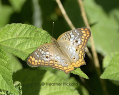 Anartia jatrophae