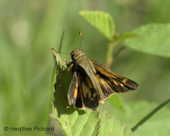 Atalopedes mesogramma