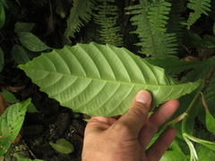 Doliocarpus
