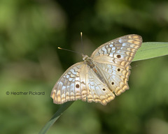 Anartia jatrophae