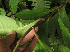 Doliocarpus