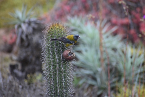 Grey-hooded Sierra Finch (Phrygilus gayi), photo 6