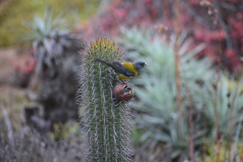 Grey-hooded Sierra Finch (Phrygilus gayi), photo 7