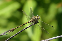 Ceratogomphus pictus