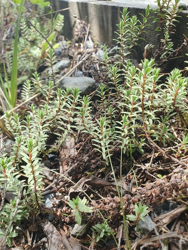 Pimelea prostrata observed 2026-02-07