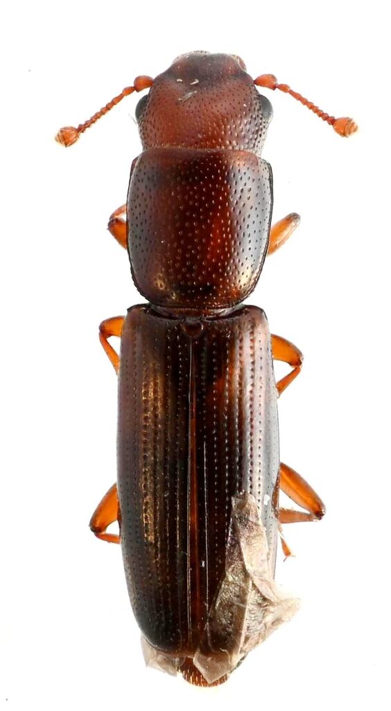 Rhizophagus sculpturatus