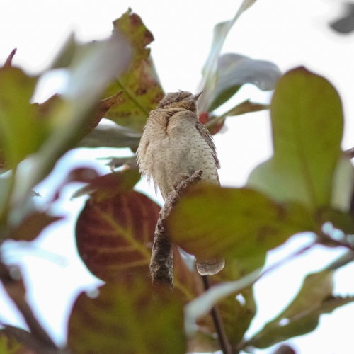 Eurasian Wryneck (Jynx torquilla), photo 5
