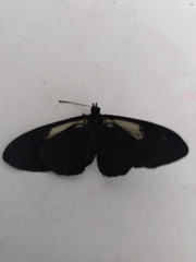 Altinote ozomene nox