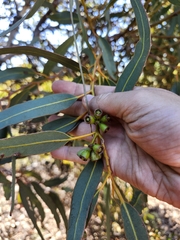 Eucalyptus accedens, photograph (c) Ariane Roberge, some rights reserved (CC BY)