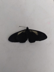 Altinote ozomene nox