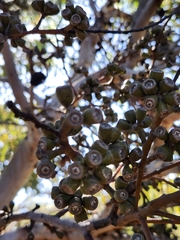 Eucalyptus accedens, photograph (c) Ariane Roberge, some rights reserved (CC BY)