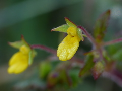 Calceolaria mexicana