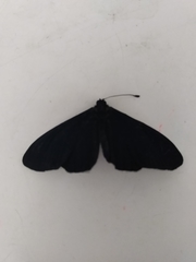 Altinote ozomene nox