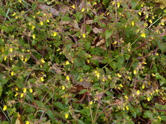 Calceolaria mexicana