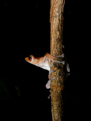 Polypedates colletti