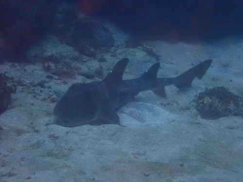 Bull-head shark (Heterodontus japonicus) — Heterodontidae — 5