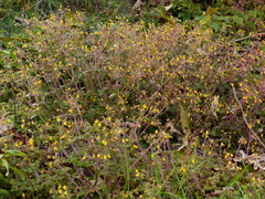 Calceolaria mexicana