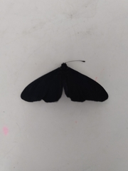 Altinote ozomene nox