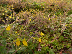 Calceolaria mexicana