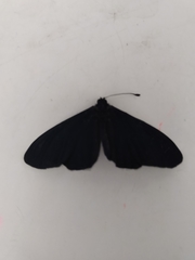 Altinote ozomene nox