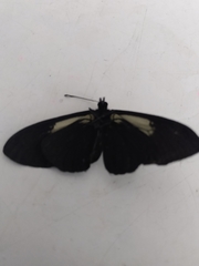 Altinote ozomene nox