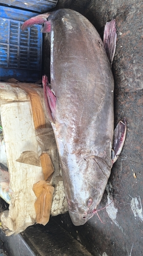 Netuma thalassina observed 2026-02-07