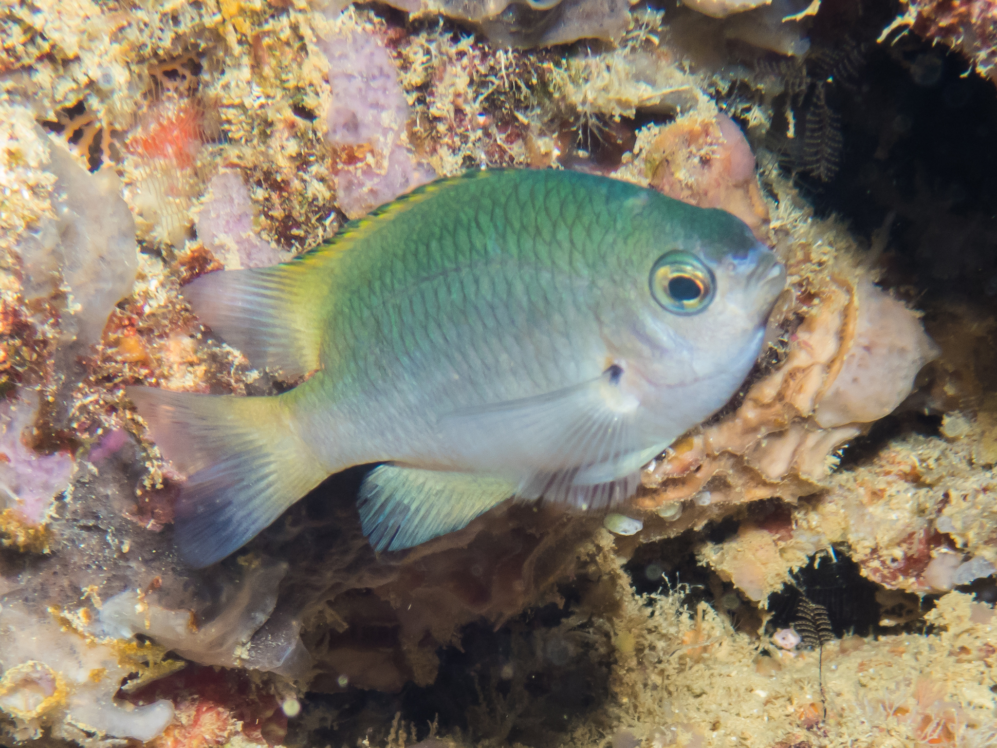 Scaly Damsel photo 7