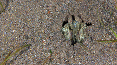 Lysiosquillina maculata