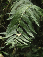 Cyathea horrida