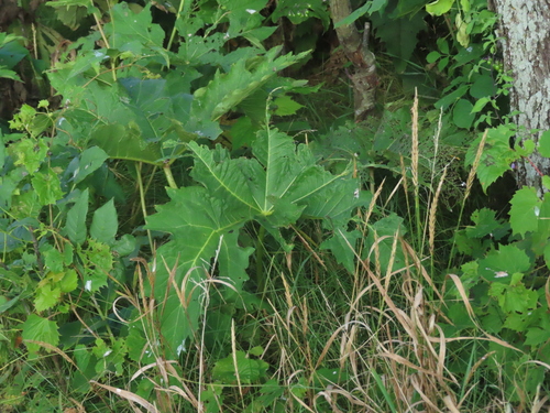 Glade Mallow (Napaea dioica)