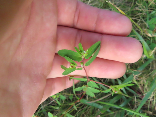 Euphorbia nutans (Euphorbia nutans)