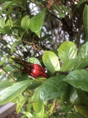 Gardenia jasminoides
