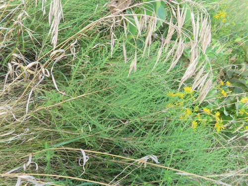 White Heath Aster (Symphyotrichum ericoides)