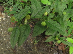 Hyptis capitata