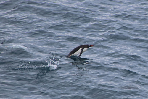 Gentoo Penguin