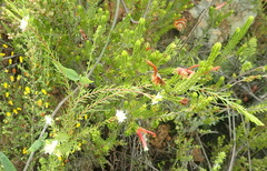 Lachnaea diosmoides
