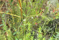 Lachnaea diosmoides