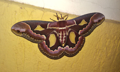 Rothschildia jacobaeae