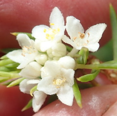 Lachnaea diosmoides