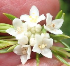 Lachnaea diosmoides