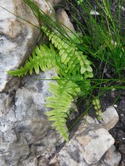 Blechnum australe