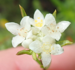 Lachnaea diosmoides